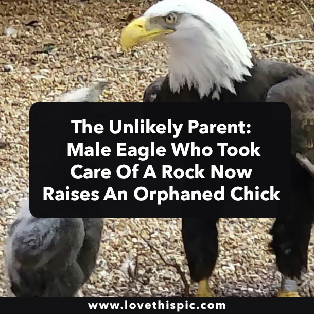 The Unlikely Parent: Male Eagle Who Took Care Of A Rock Now Raises An Orphaned Chick