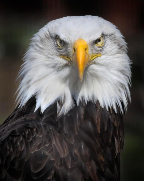 The Unlikely Parent: Male Eagle Who Took Care Of A Rock Now Raises An Orphaned Chick - picture 2