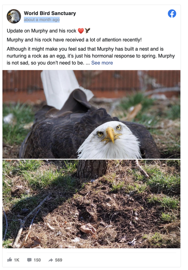 The Unlikely Parent: Male Eagle Who Took Care Of A Rock Now Raises An Orphaned Chick - picture 4