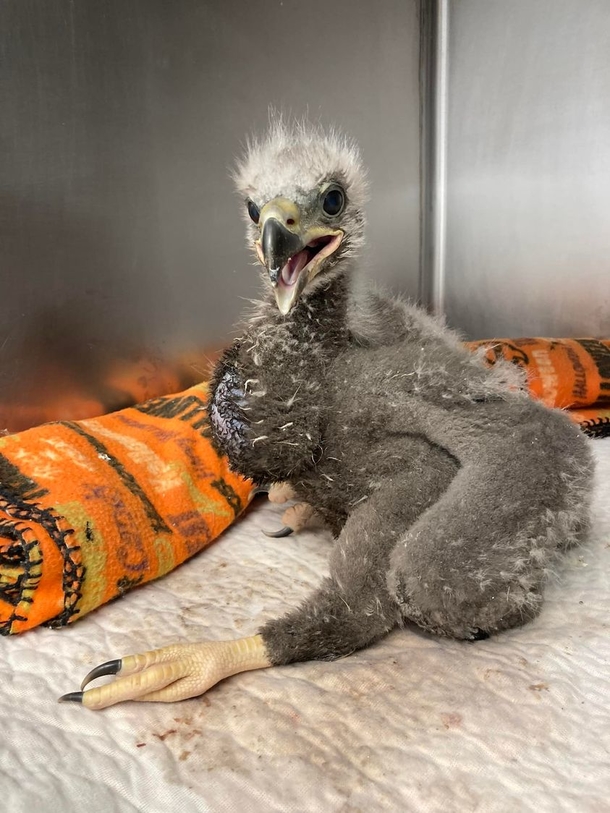 The Unlikely Parent: Male Eagle Who Took Care Of A Rock Now Raises An Orphaned Chick - picture 5
