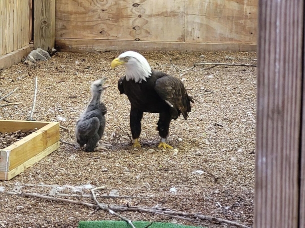 The Unlikely Parent: Male Eagle Who Took Care Of A Rock Now Raises An Orphaned Chick - picture 6