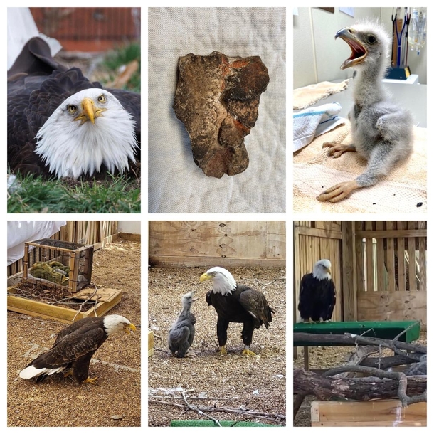 The Unlikely Parent: Male Eagle Who Took Care Of A Rock Now Raises An Orphaned Chick - picture 7