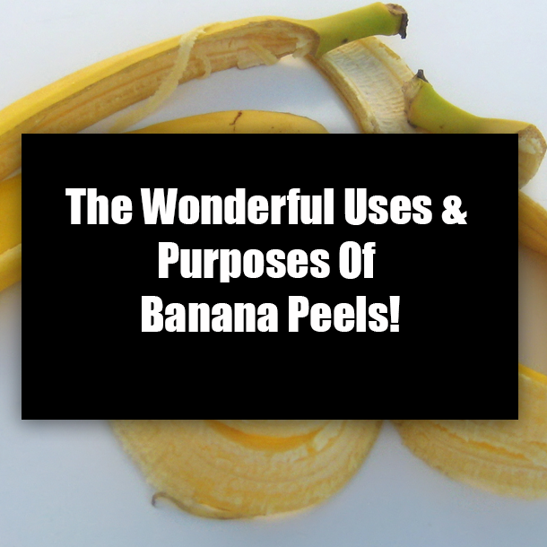 The Wonderful Uses & Purposes Of Banana Peels!