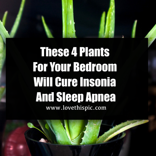 These 4 Plants For Your Bedroom Will Cure Insonia and Sleep Apnea