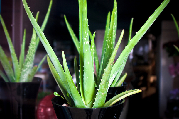 These 4 Plants For Your Bedroom Will Cure Insonia and Sleep Apnea - picture 2