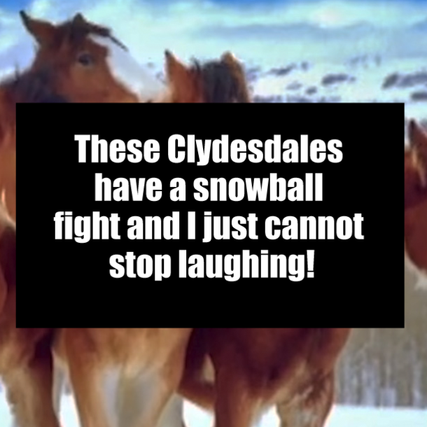 These Clydesdales have a snowball fight and I just cannot stop laughing!