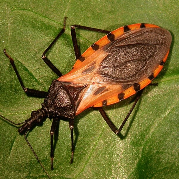 These critters appear during the night and attack their victims, they silently kill or leave them with a lifelong infection - picture 2
