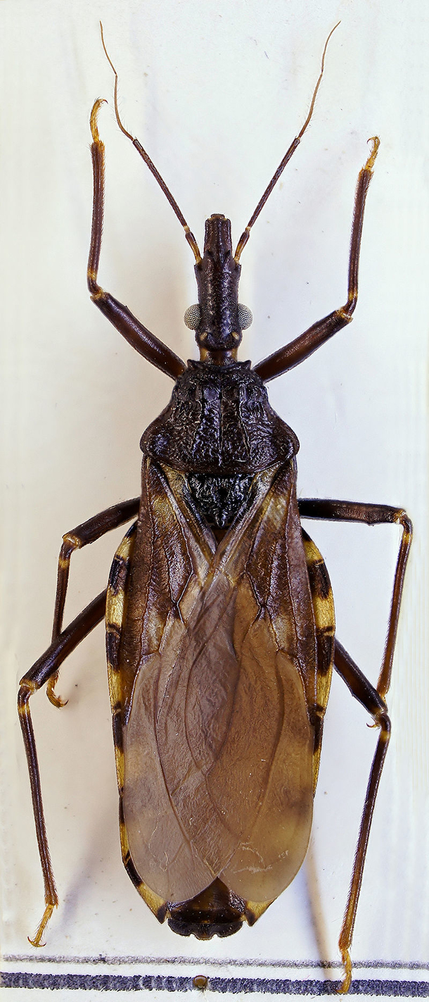These critters appear during the night and attack their victims, they silently kill or leave them with a lifelong infection - picture 3