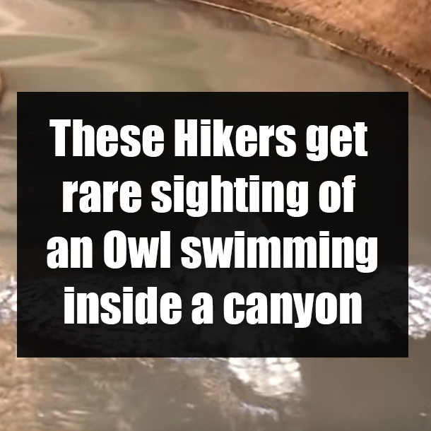 These Hikers get rare sighting of an Owl swimming inside a canyon
