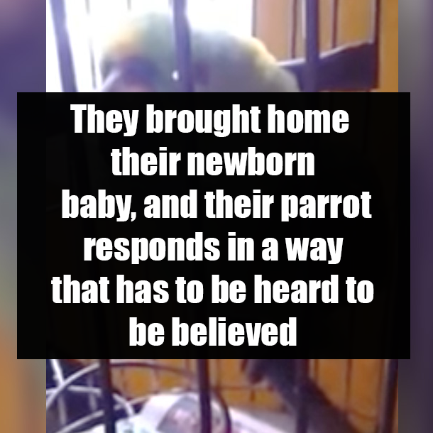 They brought home their newborn baby, and their parrot responds in a way that has to be heard to be believed
