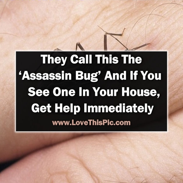 They Call This The ‘Assassin Bug’ And If You See One In Your House, Get Help Immediately