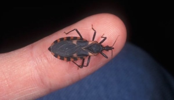 They Call This The ‘Assassin Bug’ And If You See One In Your House, Get Help Immediately - picture 3