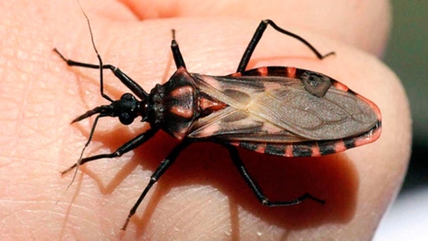 They Call This The ‘Assassin Bug’ And If You See One In Your House, Get Help Immediately - picture 5