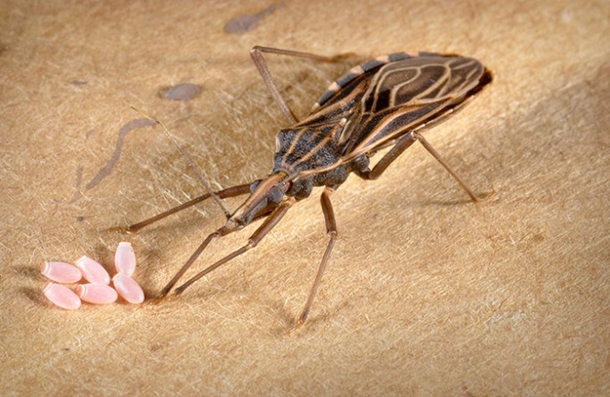 They Call This The ‘Assassin Bug’ And If You See One In Your House, Get Help Immediately - picture 6