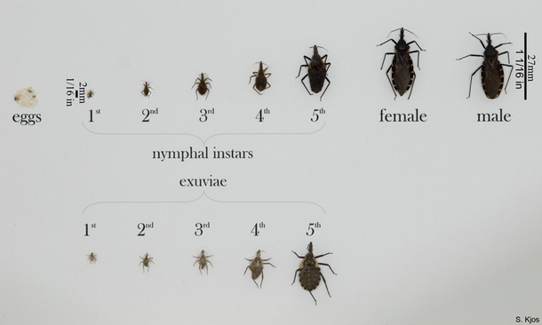 They Call This The ‘Assassin Bug’ And If You See One In Your House, Get Help Immediately - picture 8