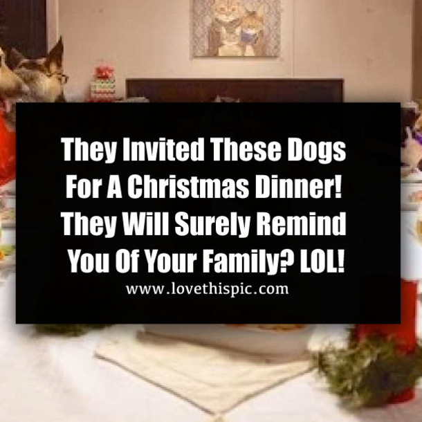 They Invited These Dogs For A Christmas Dinner! They Will Surely Remind You Of Your Family? LOL!