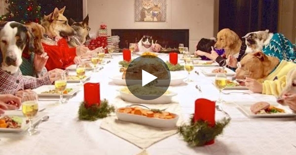 They Invited These Dogs For A Christmas Dinner! They Will Surely Remind You Of Your Family? LOL! - picture 2