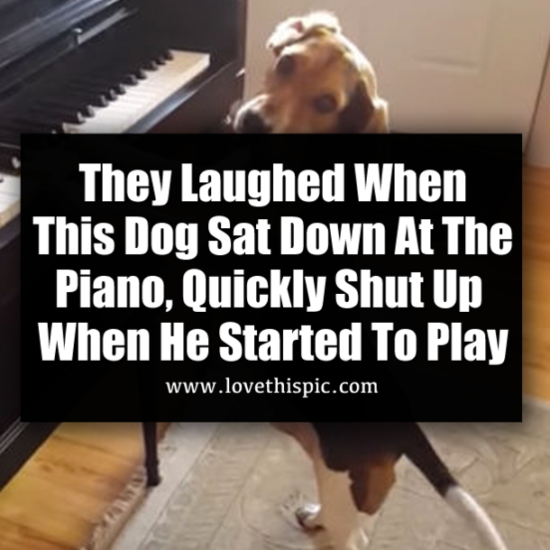 They Laughed When This Dog Sat Down At The Piano, Quickly Shut Up When He Started To Play