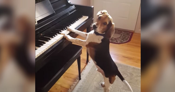 They Laughed When This Dog Sat Down At The Piano, Quickly Shut Up When He Started To Play - picture 2