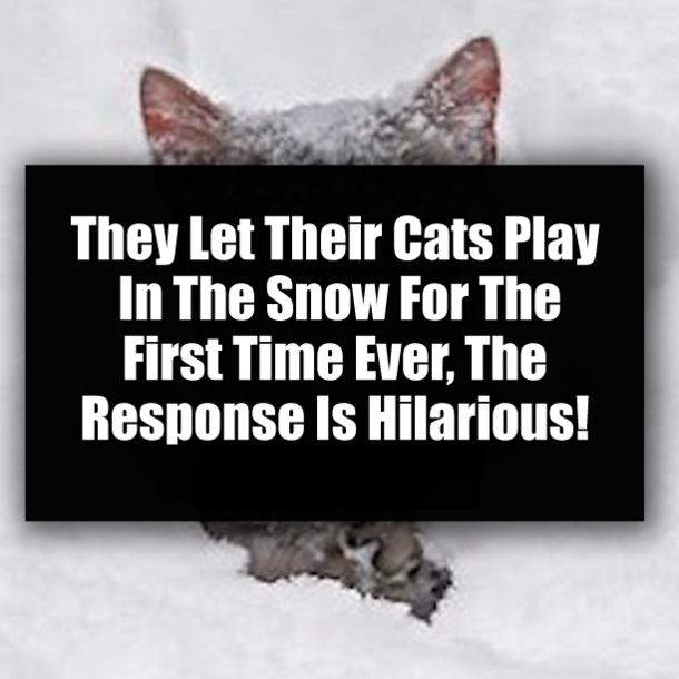 They Let Their Cats Play In The Snow For The First Time Ever, The Response Is Hilarious!