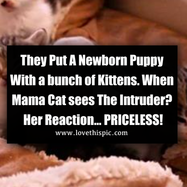They Put A Newborn Puppy With a bunch of Kittens. When Mama Cat sees The Intruder? Her Reaction… PRICELESS!
