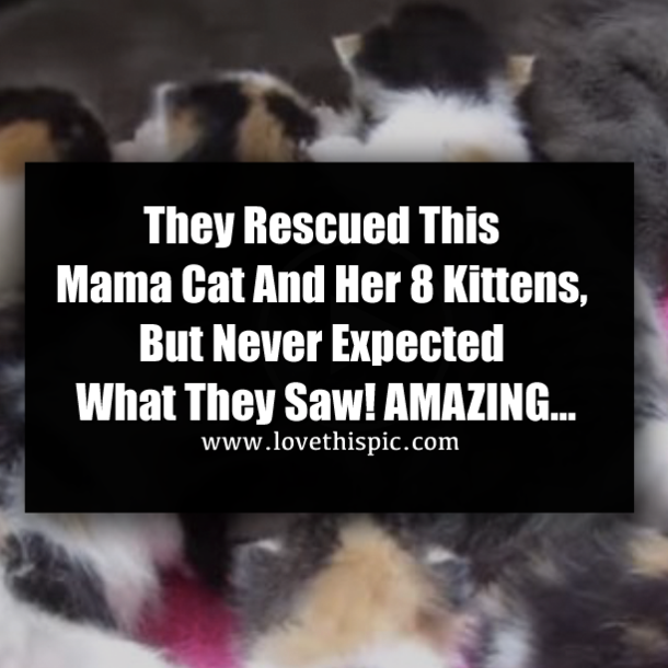 They Rescued This Mama Cat And Her 8 Kittens, But Never Expected What They Saw! AMAZING…