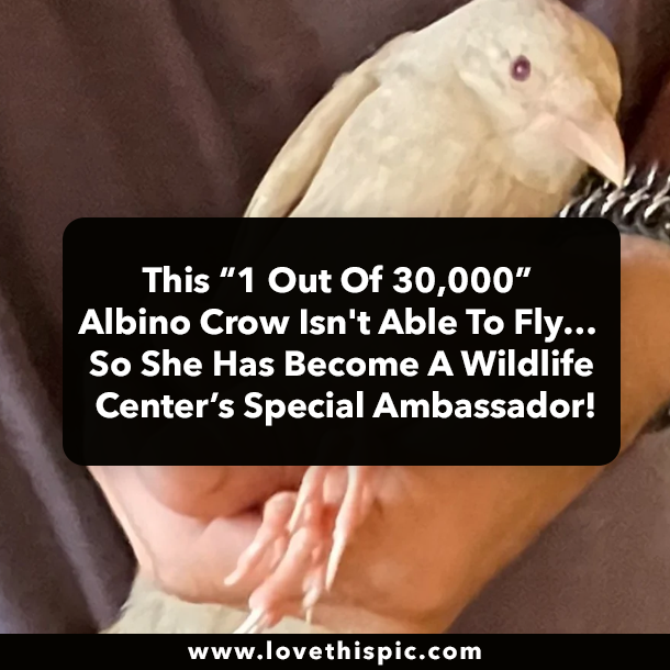 This “1 Out Of 30,000” Albino Crow Isn't Able To Fly… So She Has Become A Wildlife Center’s Special Ambassador!
