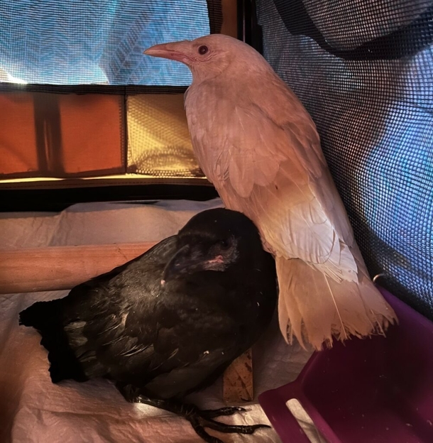 This “1 Out Of 30,000” Albino Crow Isn't Able To Fly… So She Has Become A Wildlife Center’s Special Ambassador! - picture 2