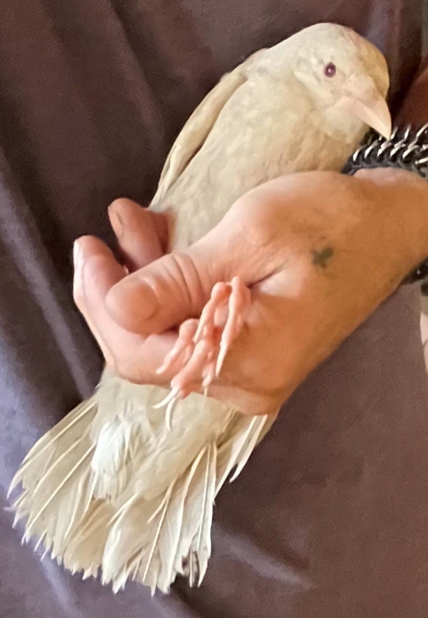 This “1 Out Of 30,000” Albino Crow Isn't Able To Fly… So She Has Become A Wildlife Center’s Special Ambassador! - picture 3