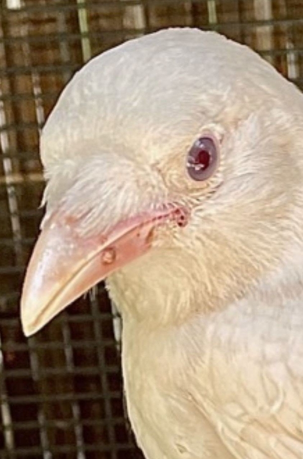 This “1 Out Of 30,000” Albino Crow Isn't Able To Fly… So She Has Become A Wildlife Center’s Special Ambassador! - picture 4