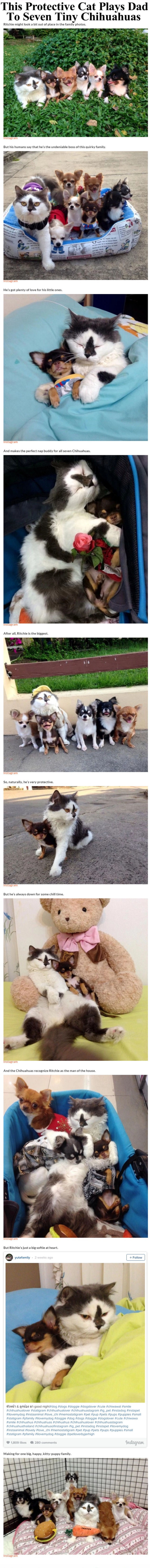 This Adorable And Protective Cat Plays Dad To These Seven Tiny Chihuahuas