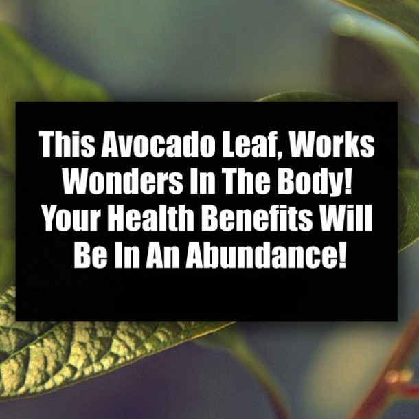 This Avocado Leaf, Works Wonders In The Body! Your Health Benefits Will Be In An Abundance!