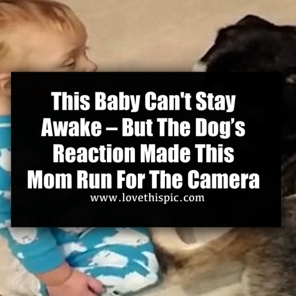 This Baby Can't Stay Awake – But The Dog’s Reaction Made This Mom Run For The Camera