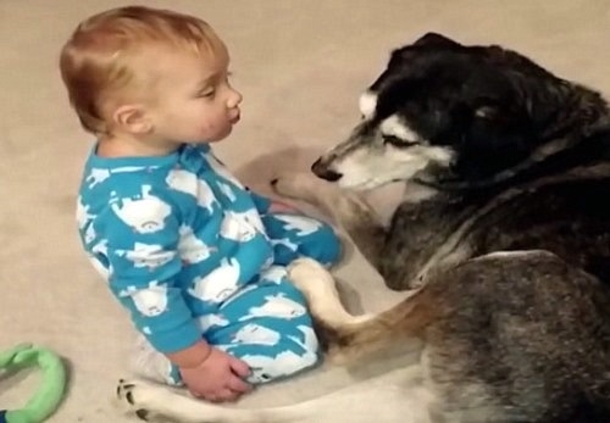 This Baby Can't Stay Awake – But The Dog’s Reaction Made This Mom Run For The Camera - picture 2