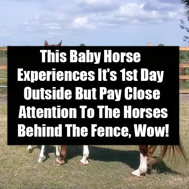 This Baby Horse Experiences It's 1st Day Outside But Pay Close Attention To The Horses Behind The Fence, Wow!