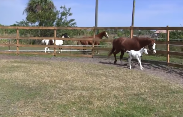 This Baby Horse Experiences It's 1st Day Outside But Pay Close Attention To The Horses Behind The Fence, Wow! - picture 2