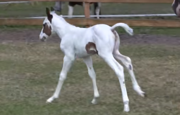 This Baby Horse Experiences It's 1st Day Outside But Pay Close Attention To The Horses Behind The Fence, Wow! - picture 3