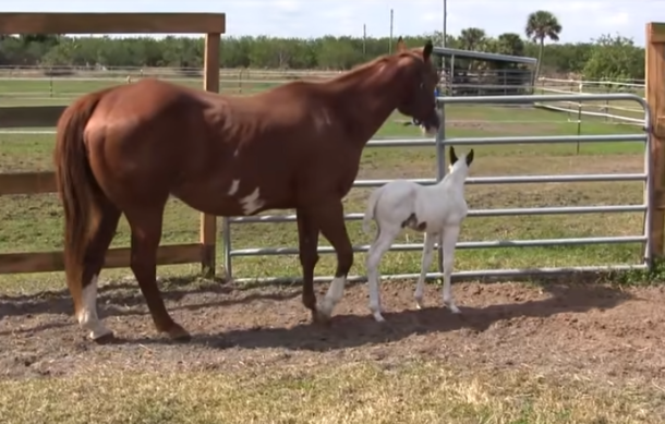 This Baby Horse Experiences It's 1st Day Outside But Pay Close Attention To The Horses Behind The Fence, Wow! - picture 4