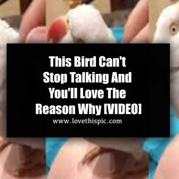 This Bird Can't Stop Talking And You'll Love The Reason Why [VIDEO]