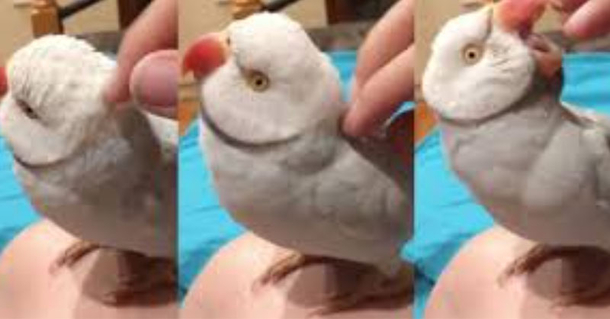 This Bird Can't Stop Talking And You'll Love The Reason Why [VIDEO] - picture 2