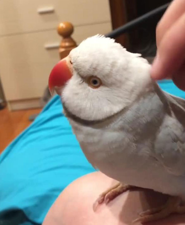This Bird Can't Stop Talking And You'll Love The Reason Why [VIDEO] - picture 3
