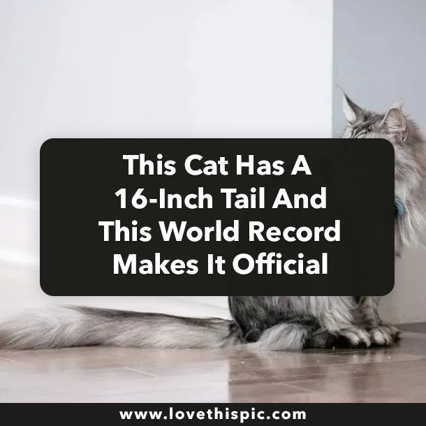 This Cat Has A 16-Inch Tail And This World Record Makes It Official