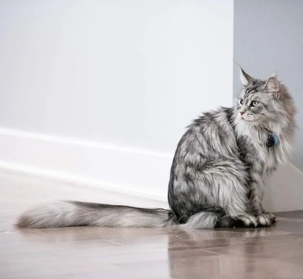 This Cat Has A 16-Inch Tail And This World Record Makes It Official - picture 2