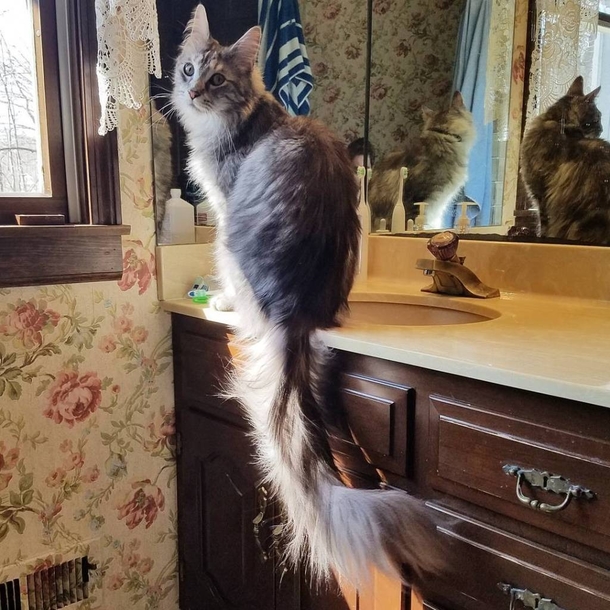 This Cat Has A 16-Inch Tail And This World Record Makes It Official - picture 3