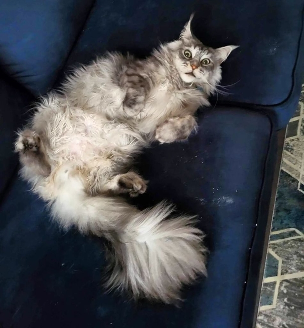 This Cat Has A 16-Inch Tail And This World Record Makes It Official - picture 4
