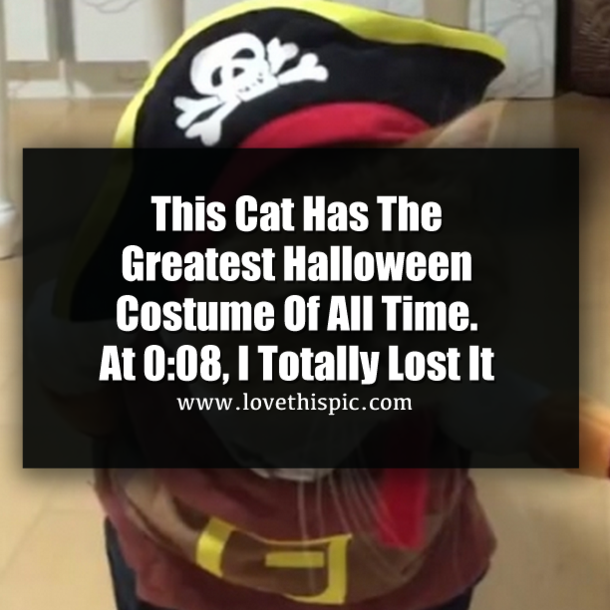 This Cat Has The Greatest Halloween Costume Of All Time. At 0:08, I Totally Lost It