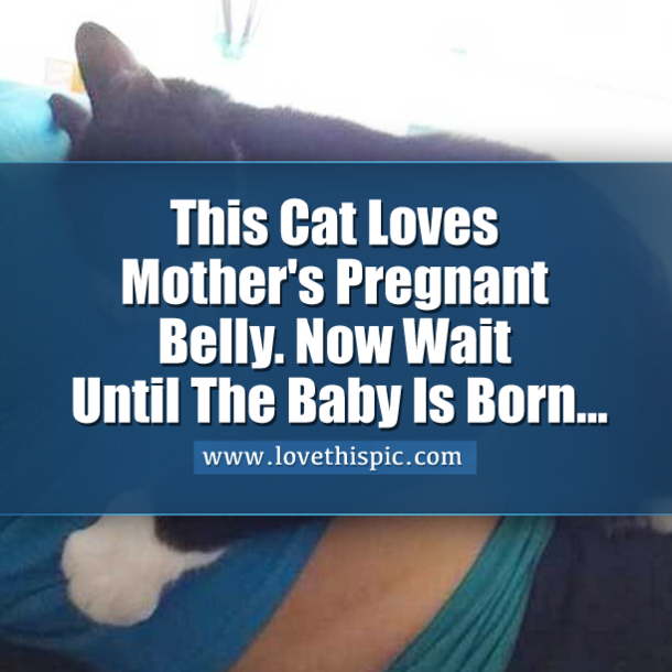 This Cat Loves Mother's Pregnant Belly. Now Wait Until The Baby Is Born...