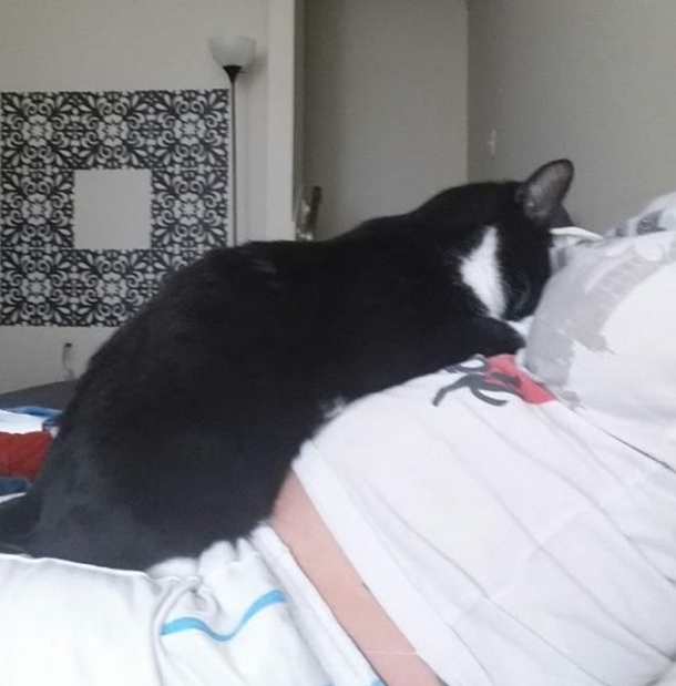 This Cat Loves Mother's Pregnant Belly. Now Wait Until The Baby Is Born... - picture 2