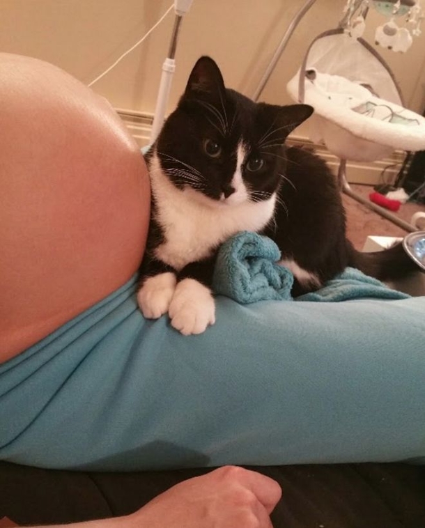 This Cat Loves Mother's Pregnant Belly. Now Wait Until The Baby Is Born... - picture 4
