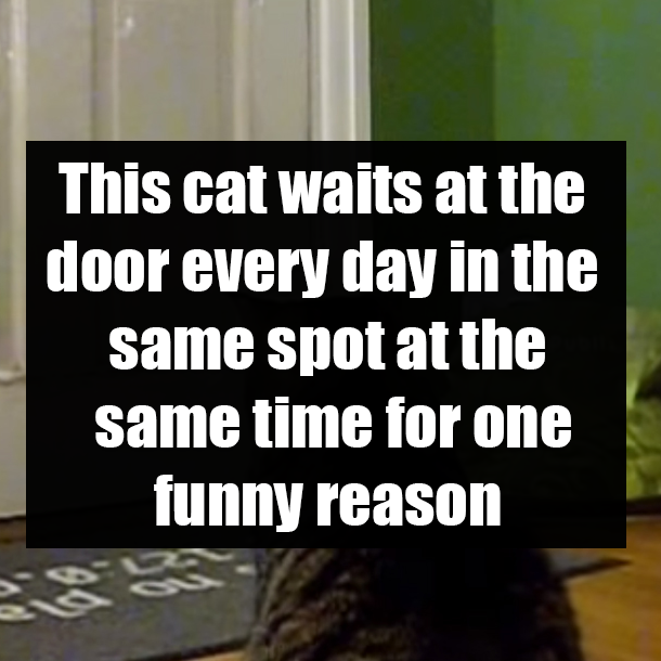 This cat waits at the door every day in the same spot at the same time for one funny reason